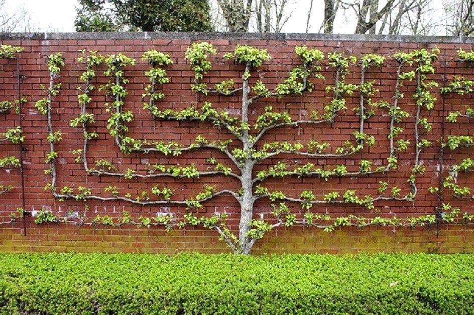 Espalier fruit trees discount