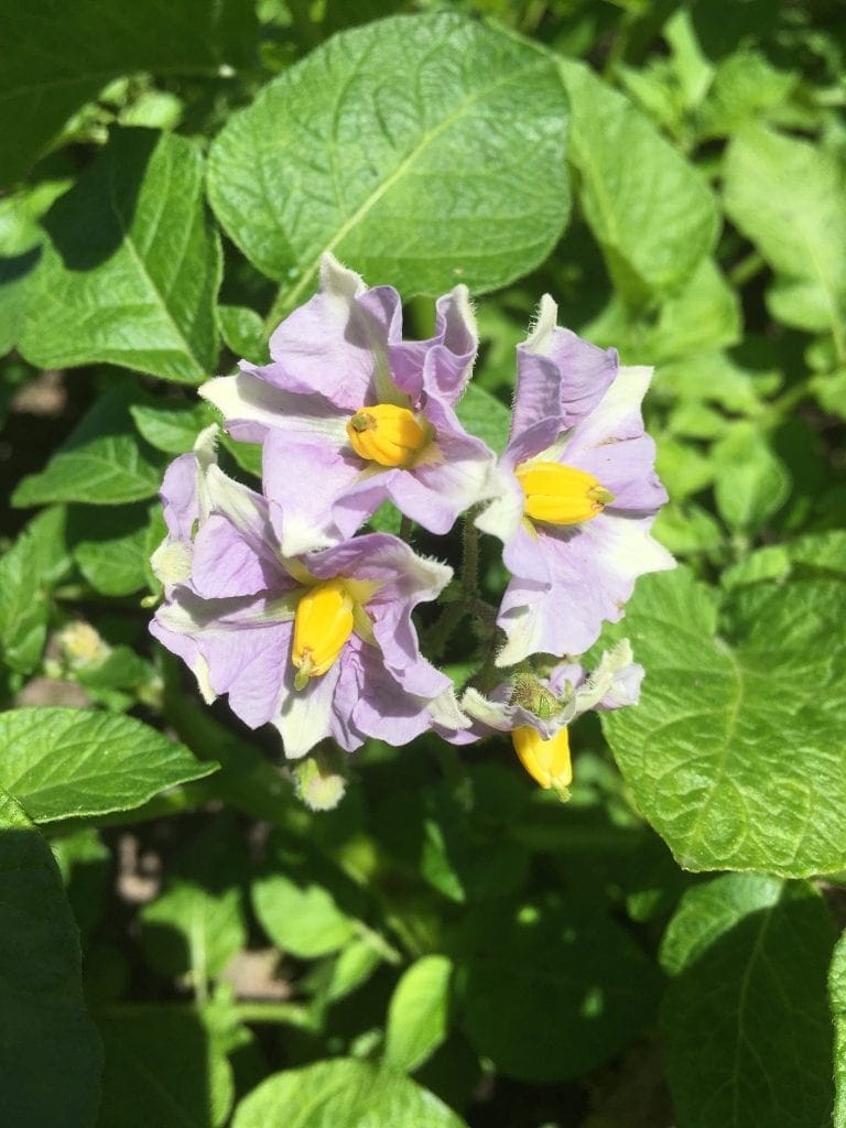 Potato Flowers